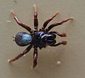 AustralianMuseum spider specimen 40.JPG