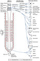 1503 Connections of the Parasympathetic Nervous System.jpg