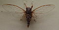 AustralianMuseum cicada specimen 26.JPG
