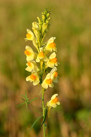 Common toadflax