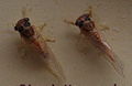 AustralianMuseum cicada specimen 21.JPG