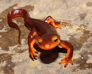 Taricha torosa, Napa County, CA.jpg