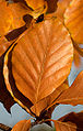 Fagus sylvatica autumn colour.jpg