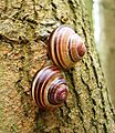 Cepaea nemoralis pair banded shells.jpg