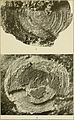 Contributions to the geology and paleontology of the Canal Zone, Panama, and geologically related areas in Central America and the West Indies. (1919) (20068031104).jpg