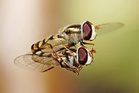 Hoverflies mating midair.jpg