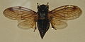 AustralianMuseum cicada specimen 66.JPG