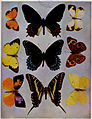 Birds Illustrated Butterflies 0404.jpg