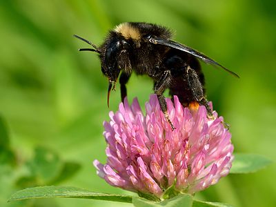 Red-tailed cuckoo bumblebee