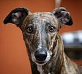 Greyhound Close-up.jpg