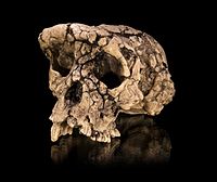 Sahelanthropus tchadensis - TM 266-01-060-1.jpg