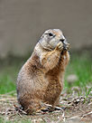 Black-Tailed Prairie Dog.jpg