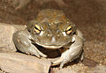 Bufo-alvarius-front.jpg