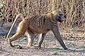 Hamadryas baboon (Papio hamadryas) female.jpg