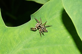 Carrhotus viduus (female) 6098.jpg