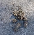 Bear scat - Flickr - gailhampshire.jpg