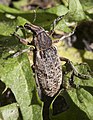 Asproparthenis punctiventris Kyiv 05.2018.jpg
