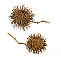 Allamanda cathartica MHNT.jpg
