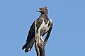 Martial eagle (Polemaetus bellicosus).jpg