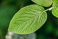 Leaf of Viburnum lantana 01.jpg
