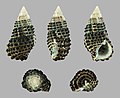 Clypeomorus bifasciata bifasciata 02.JPG