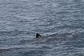 Basking Shark - Flickr - GregTheBusker (3).jpg