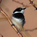Pririt batis (Batis pririt affinis) male.jpg