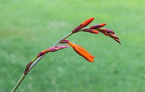 Crocosmia 'Lucifer' (Montbretia) (d.j.b.) 03.jpg