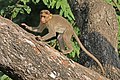 Bonnet macaque (Macaca radiata) 2.jpg