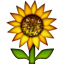 :sunflower: