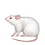 :mouse2: